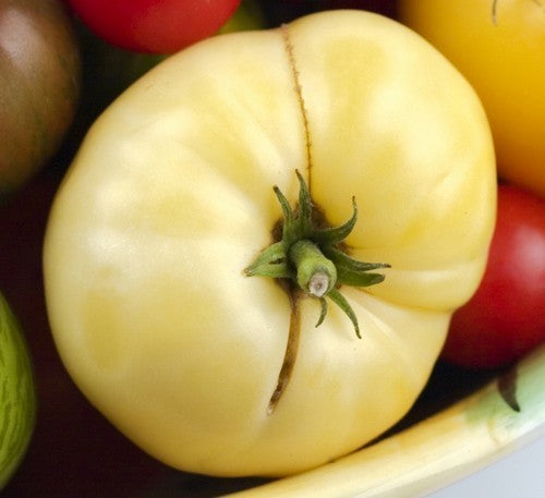 Beefsteak tomato 'White Wonder' / 'Snow White' / 'Snowball' /