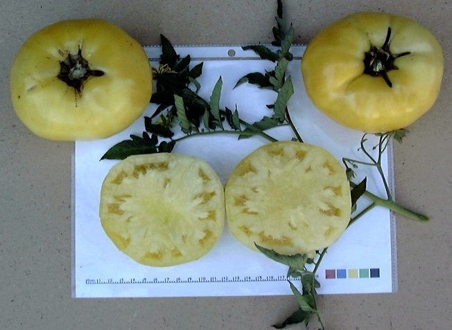 Beefsteak tomato 'White Wonder' / 'Snow White' / 'Snowball' /