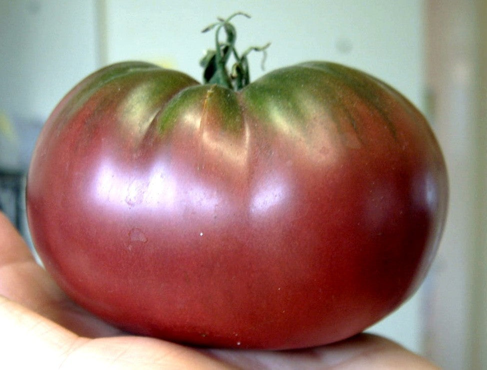 Vleestomaat 'Zwarte Krim' / 'Nero di Cremea' / 'Black Krim'
