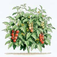 Flowerbox Collection 10 Compact Varieties