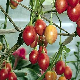 Tamarillo 'Red'