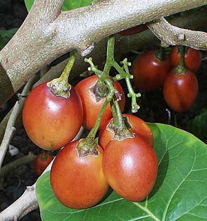 Tamarillo 'Red'