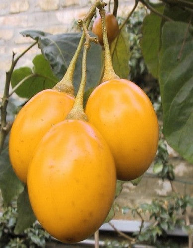 Tamarillo 'Yellow'