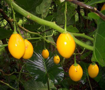 Tamarillo 'Yellow'