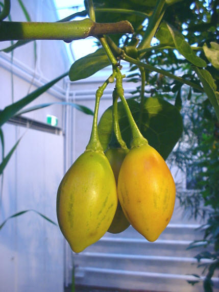 Tamarillo 'Yellow'