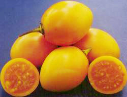 Tamarillo 'Yellow'