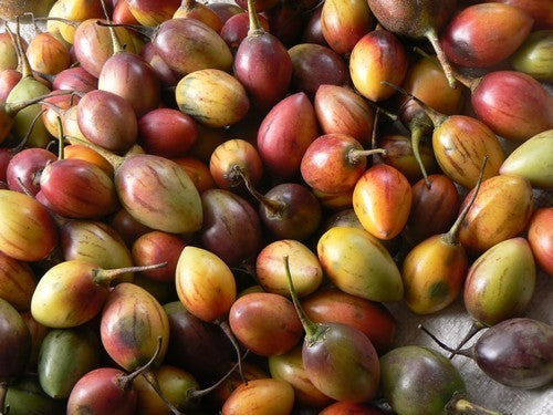 Tamarillo 'Yellow'