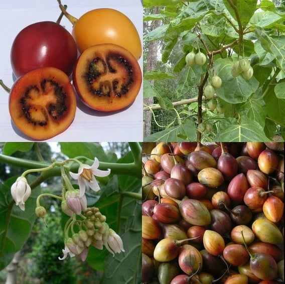 Tamarillo 'Wild Mixture'