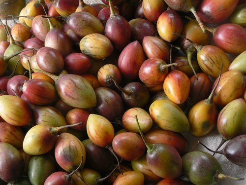 Tamarillo 'Wild Mixture'