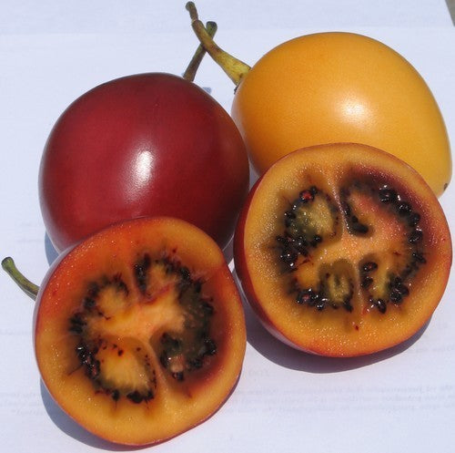 Tamarillo 'Wild Mixture'