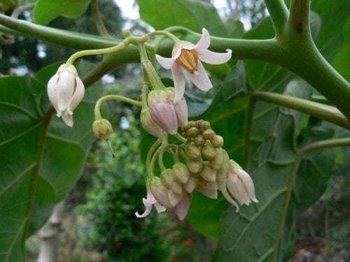 Tamarillo 'Wild Mixture'