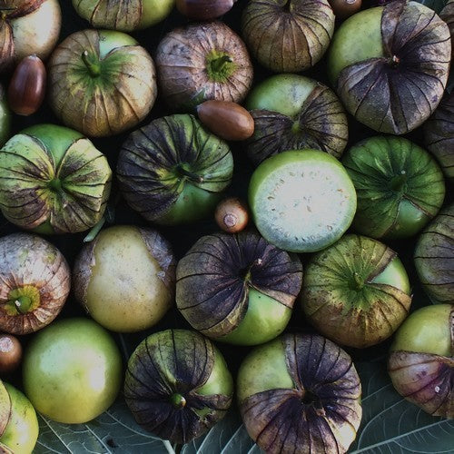 Tomatillo 'Apfelgeschmack'