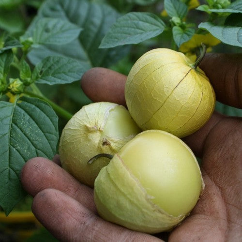 Tomatillo ‘Grosse Gelbe Suesse’