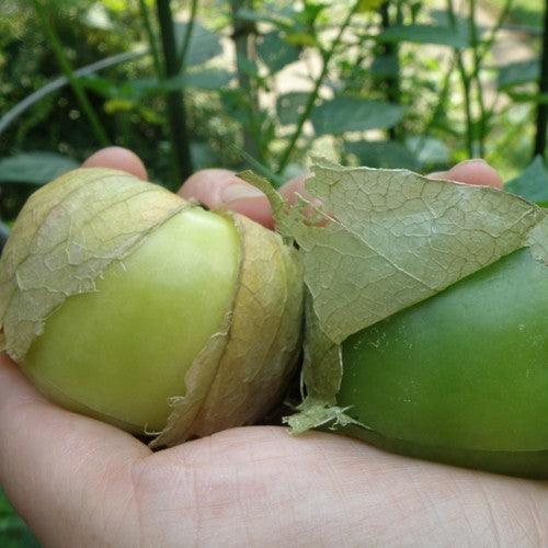 Tomatillo ‘Mexican Musk’