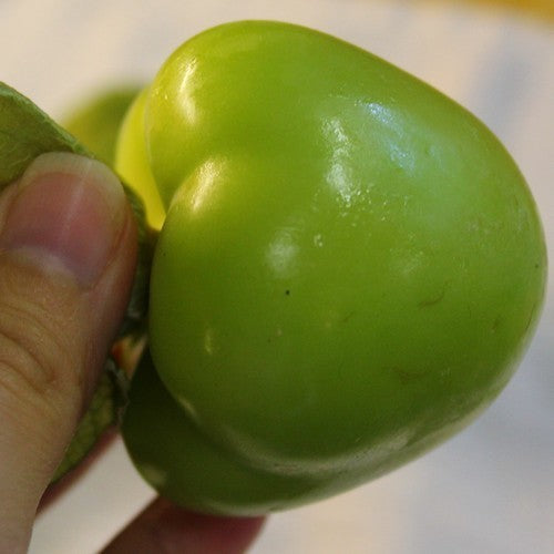 Tomatillo ‘Mexican Musk’