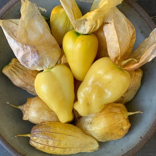 Tomatillo 'Queen of Malinalco'