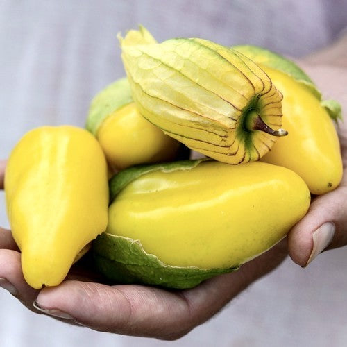 Tomatillo 'Queen of Malinalco'