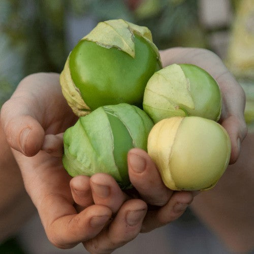 Tomatillo 'Toma Verde'