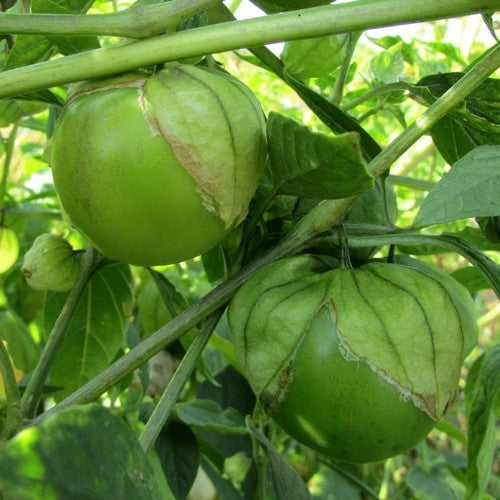 Tomatillo 'Toma Verde'