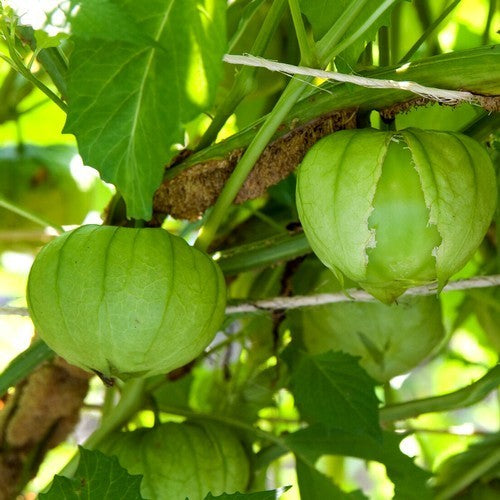 Tomatillo 'Toma Verde'