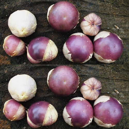 Tomatillo 'Purple Coban'