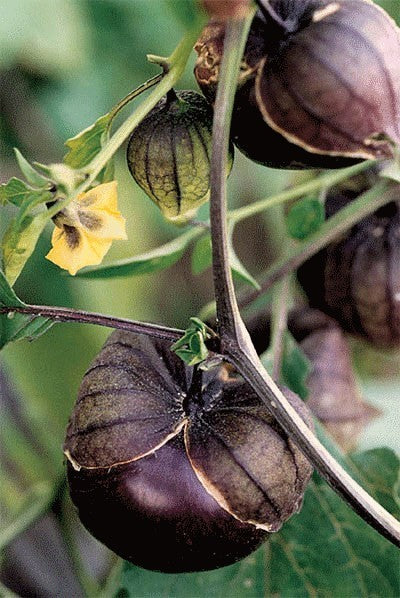Tomatillo 'Purple de Milpa'