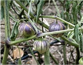 Tomatillo 'Purple de Milpa'