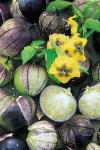 Tomatillo 'Purple de Milpa'
