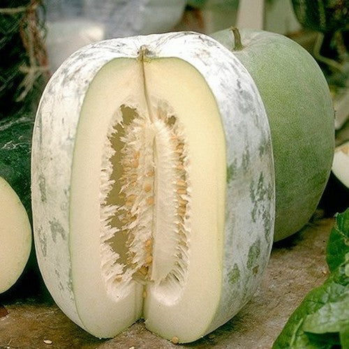 Tong Gwa or Chinese Winter Melon 'Bounty' F1 / 'Blue Hill' F