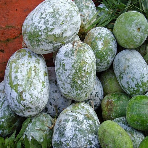 Tong Gwa or Chinese Winter Melon 'Bounty' F1 / 'Blue Hill' F