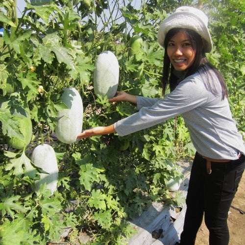 Tong Gwa or Chinese Winter Melon 'Bounty' F1 / 'Blue Hill' F