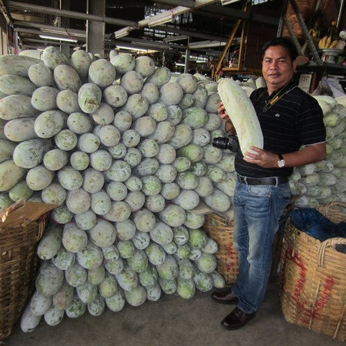 Tong Gwa or Chinese Winter Melon 'Bounty' F1 / 'Blue Hill' F