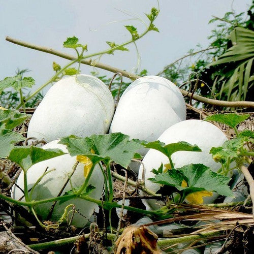 Tong Gwa or Chinese Winter Melon 'Bounty' F1 / 'Blue Hill' F