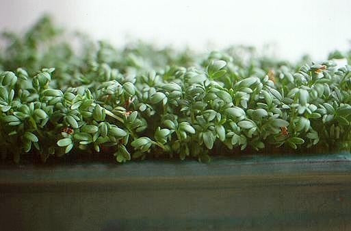 TuinKers 'Gewone Groene'