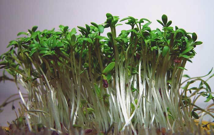 TuinKers 'Gewone Groene'