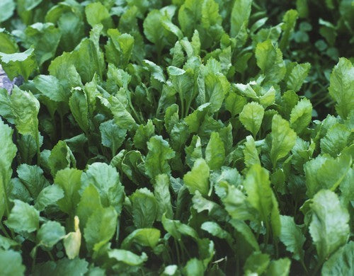 TuinKers 'Gewone Groene'