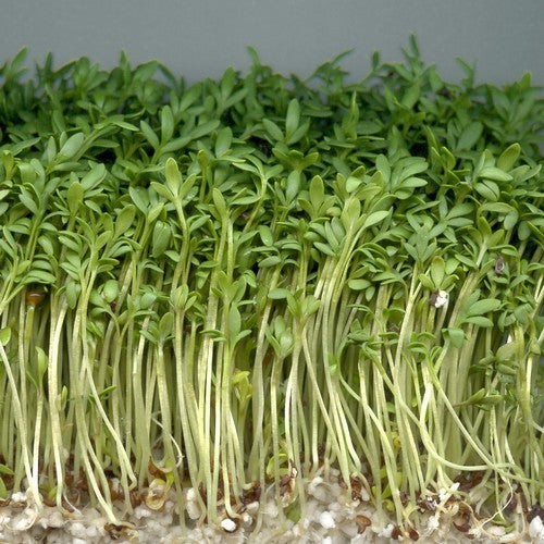 Garden Cress 'Common Green'