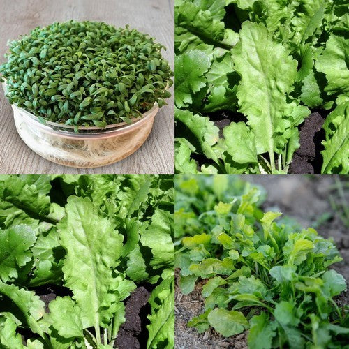 TuinKers 'Grootbladige'