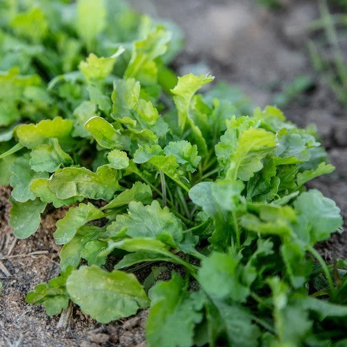 TuinKers 'Grootbladige'