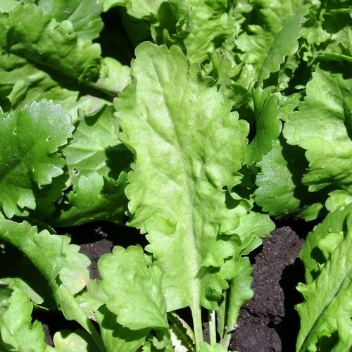 TuinKers 'Grootbladige'
