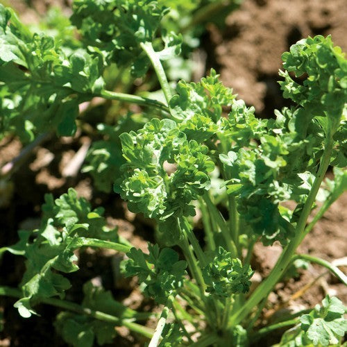 Gekrulde TuinKers 'Wrinkled Crinkled'