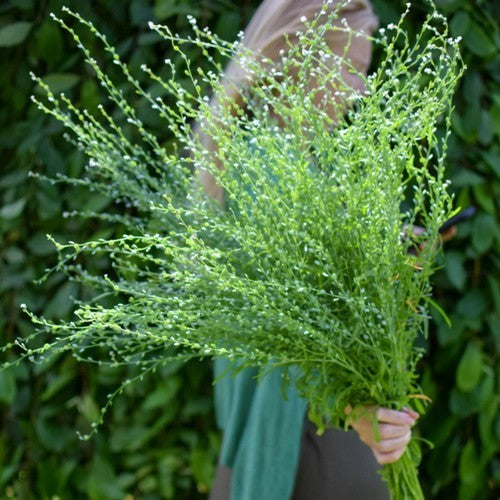 Gekrulde TuinKers 'Wrinkled Crinkled'