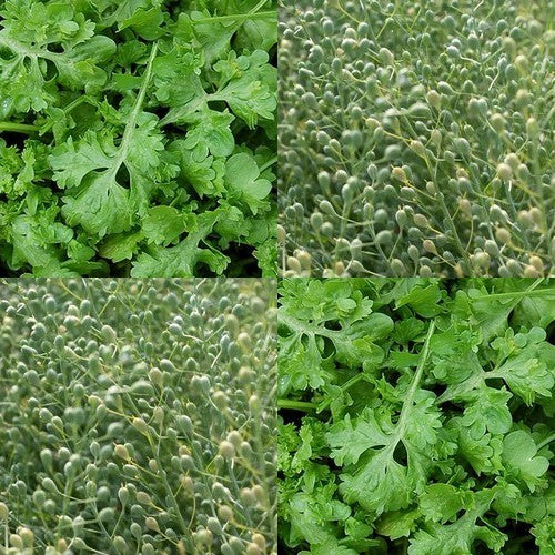 Gekrulde TuinKers 'Wrinkled Crinkled'