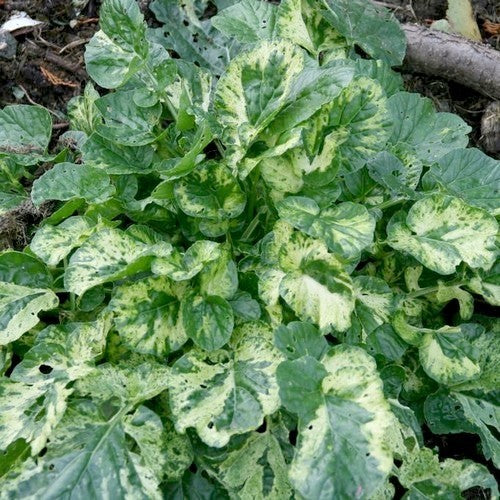 WinterKers 'Variegata'