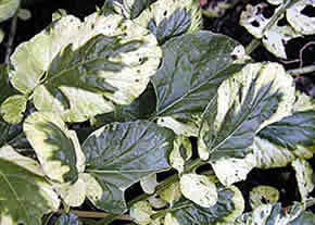 WinterKers 'Variegata'