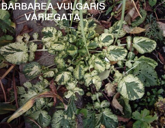 WinterKers 'Variegata'