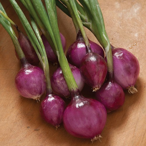 BosUien 'Purplette'