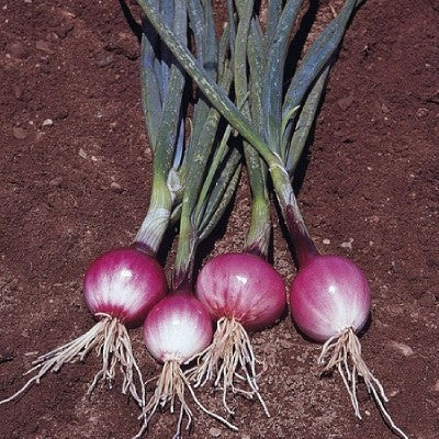BosUien 'Purplette'