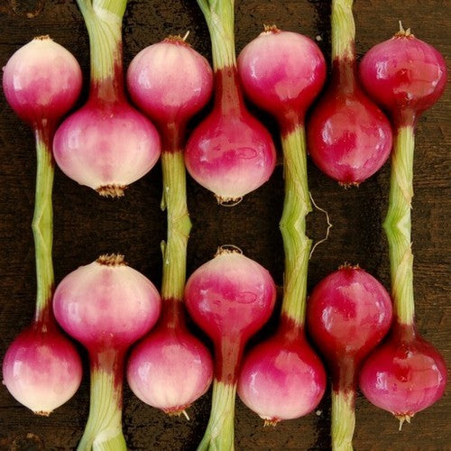 BosUien 'Purplette'