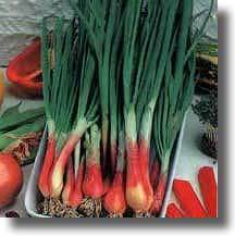 Spring Onion 'Rossa Lunga di Firenze'